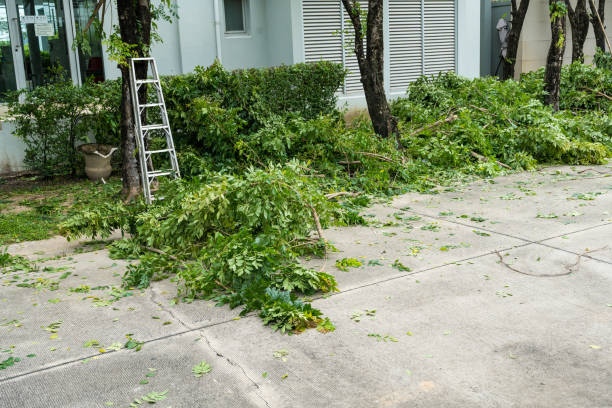 How Our Tree Care Process Works  in  Brinckerhoff, NY